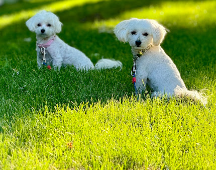 Board & Train Program training image 3